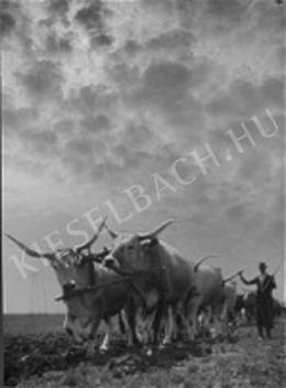  Aszmann, Ferenc (Francisco) - Hungarian Grey Cattle, 1941 