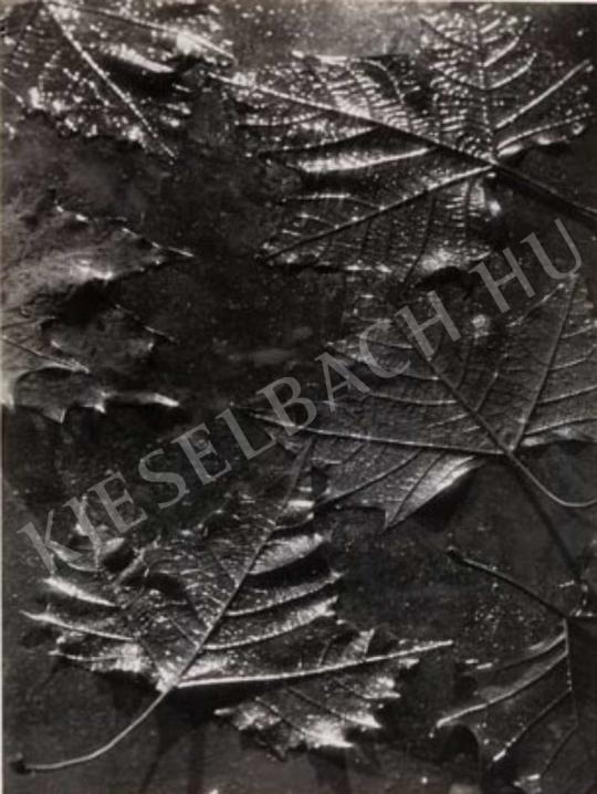 Dulovits Jenő - Levelek, 1940 körül | Fotóaukció 2007 aukció / 80 tétel