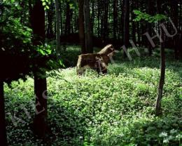 Gyenis, Tibor - Countryside Trip, 2004 