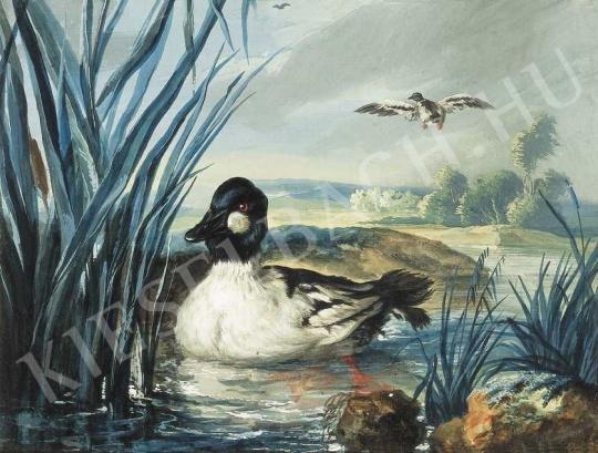 ifj. Neuhauser, Ferenc - Wild Duck | 36th Auction auction / 102 Lot