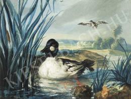 ifj. Neuhauser, Ferenc - Wild Duck 