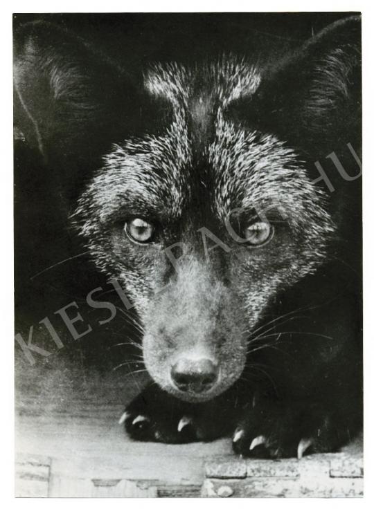 Reismann János - Ragadozó, 1939 körül | Fotóaukció 2008 aukció / 14 tétel