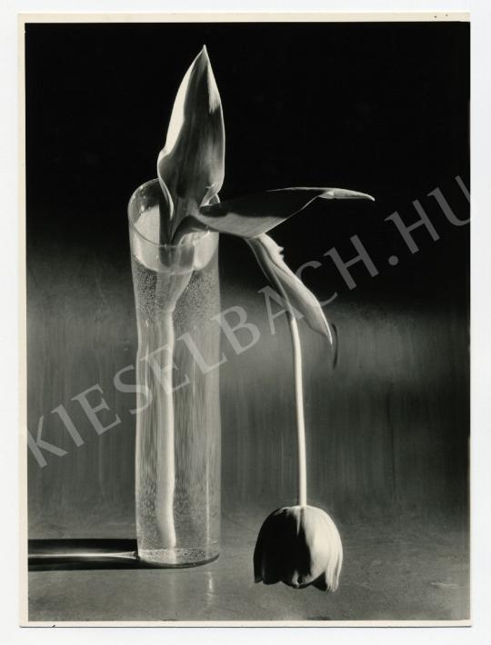 Kertész, André - Melankolikus tulipán, 1939 | Fotóaukció 2008 aukció / 22 tétel