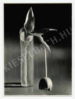 Kertész, André - Melancholic tulip, 1939 