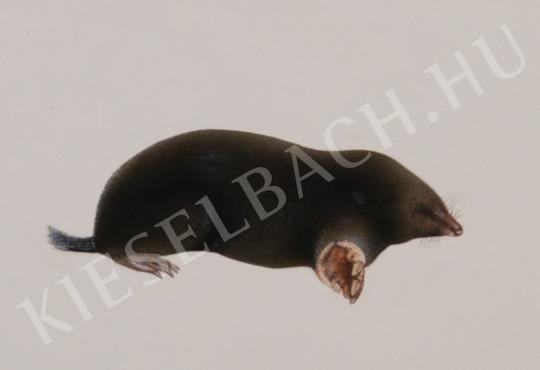 ifj. Tóth László, jr. - Mole painting