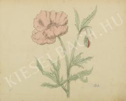  Barta, István - Red poppy (Pear) (c. 1905)