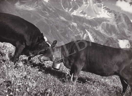 For sale  International News Photos - The Fight II., 1948 's painting