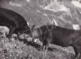  International News Photos - The Fight II., 1948 