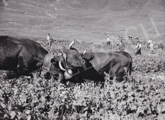 For sale  International News Photos - The Fight III., 1948 's painting