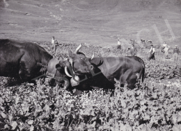  International News Photos - The Fight III., 1948 