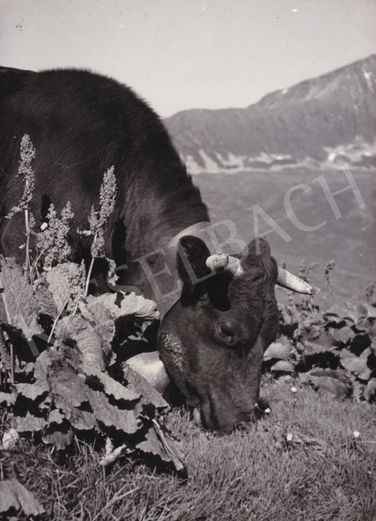 Eladó  International News Photos - Legelő tehén, 1948 festménye