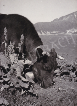  International News Photos - Legelő tehén, 1948 (1948)