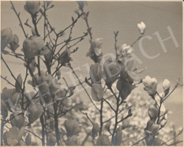 Unknown artist - Magnolia tree (c. 1926)