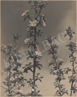 Ismeretlen fotós - A tavasz ébredése (1926 k.)