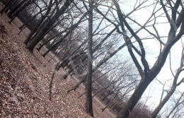  Bukta, Imre - Trees on Straight Ridge I. 