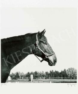  Mapplethorpe, Robert - Horse-Portrait, 1982 